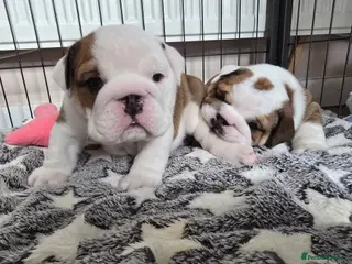 English Bulldog dogs 🐶 🔥KC registered English bulldog puppies✨️🔥 - Advert 1