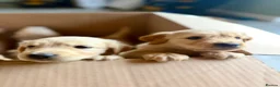Golden Retriever dogs for sale: Golden Retriever puppies  in Derby - Advert 10