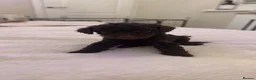 Miniature Poodle dogs for sale: Phantom, health tested & KC miniature poodle pups  - Advert 17