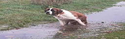 Saint Bernard dogs for sale: Saint Bernard girl look for a new home. - Advert 3