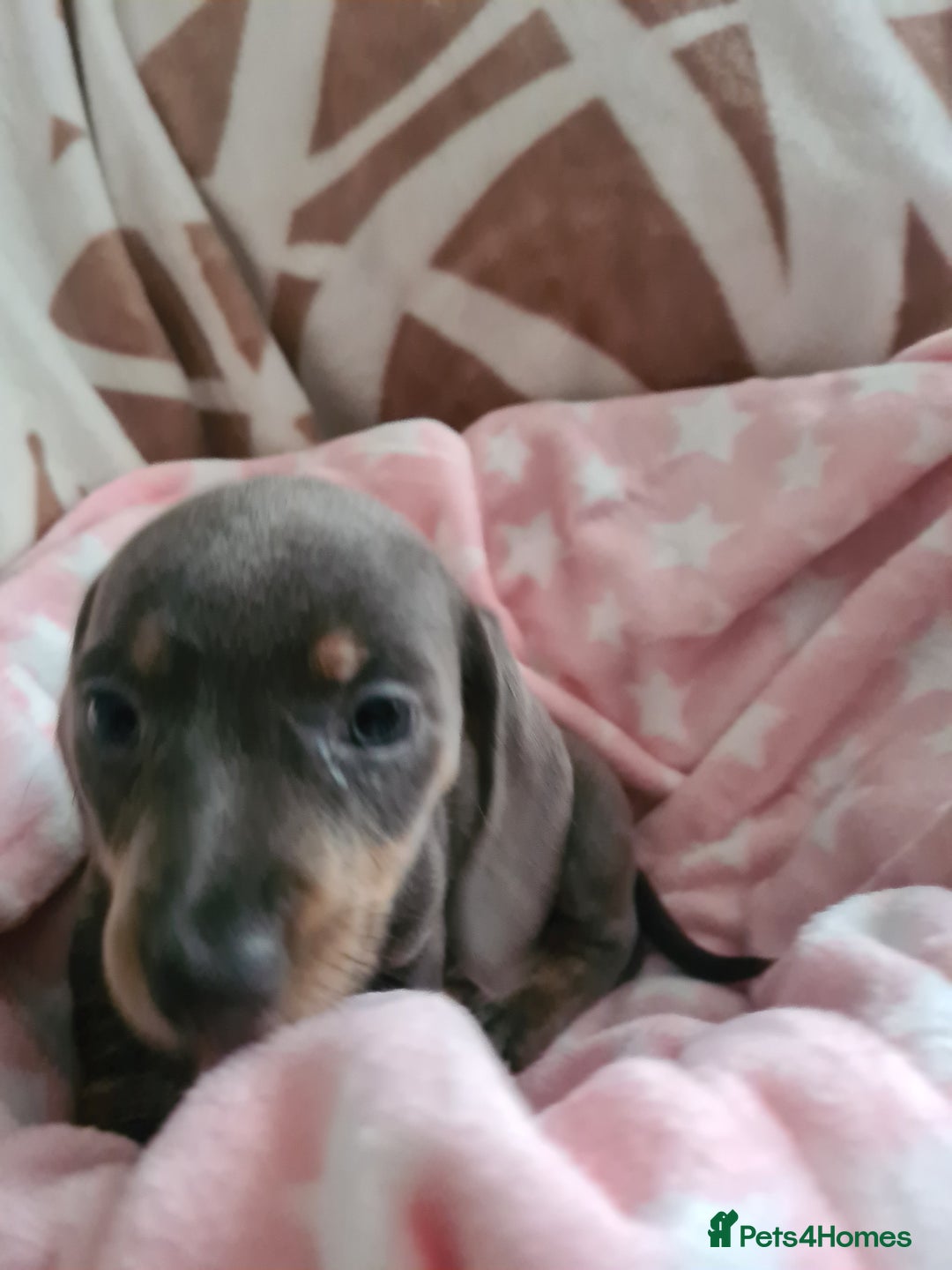 Miniature Dachshund dogs for sale: Miniature Smooth Haired Dachshund  - Advert 2