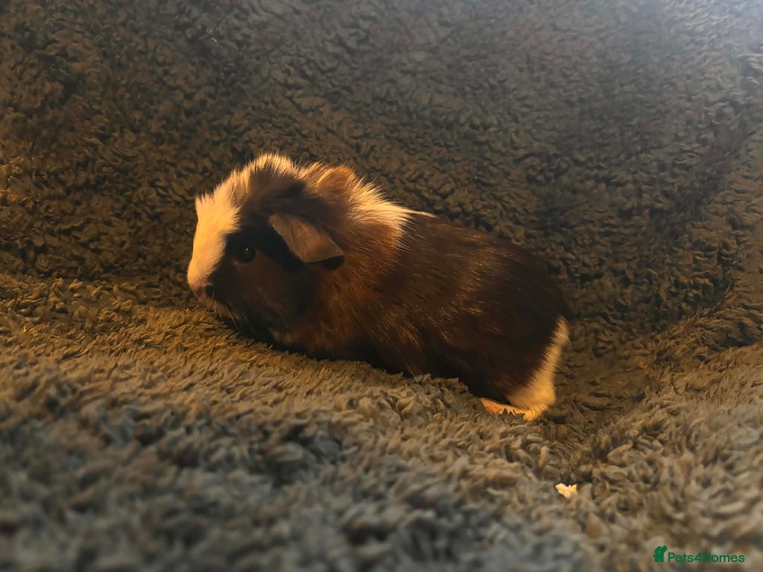 Guinea Pig rodents for sale: 2 beautiful girl piggys  - Advert 2