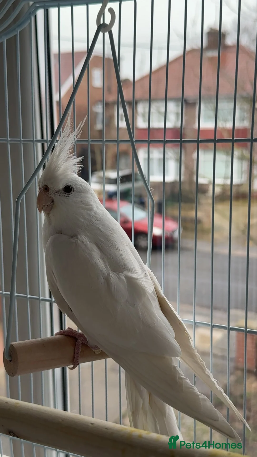 Cockatiels birds for sale: Albino Cockatiel For Sale - Advert 3