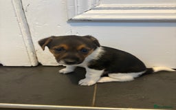 Jack Russell dogs for sale: Jack Russell Puppies  - Image 5