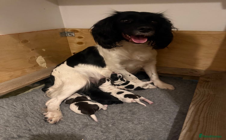 Mixed Breed dogs SprockerPoo Puppies ready 16/12 - Advert 1