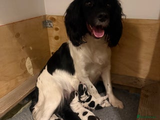 Mixed Breed dogs SprockerPoo Puppies ready 16/12 - Advert 9