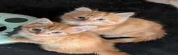Mixed Breed cats for sale: Stunning Fluffy Tabby Kittens! - Advert 5