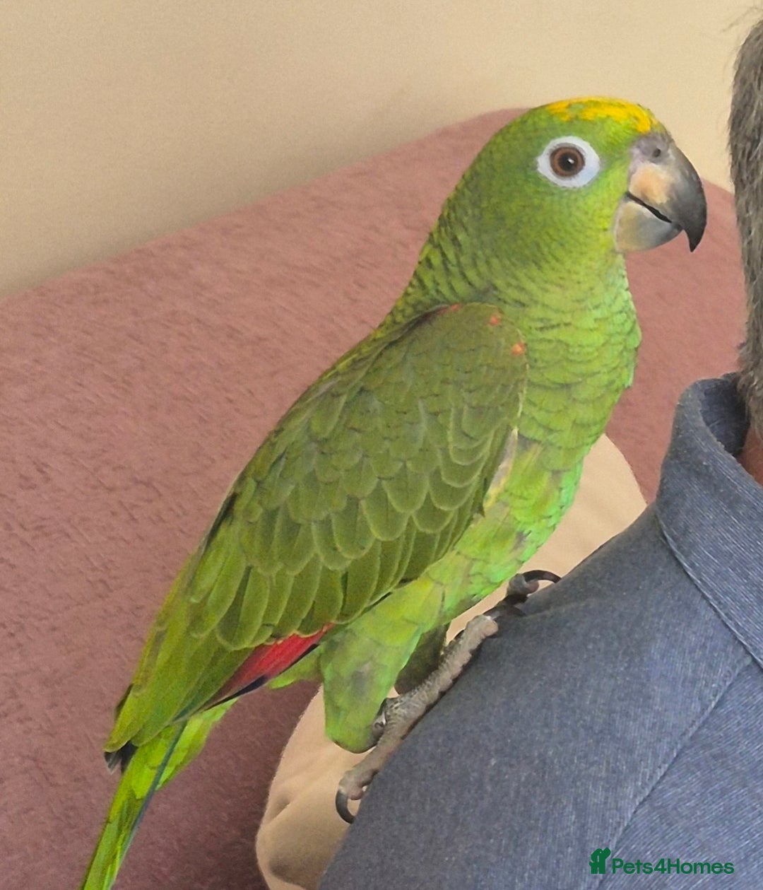 Parrots birds for sale: 7 months old Yellow Crown - Advert 1