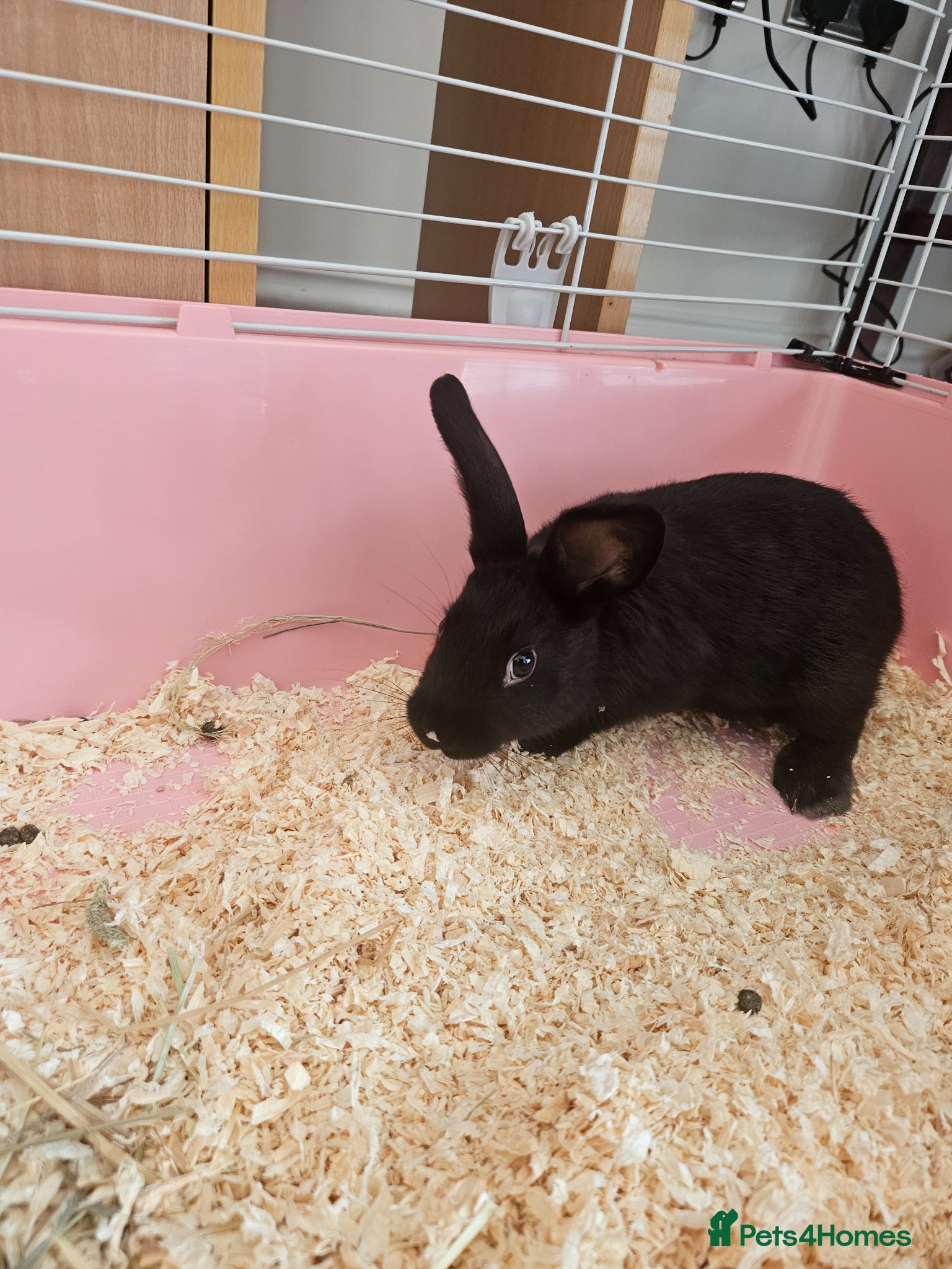 Mixed Breed rabbits Female bunny for sale - Advert 1