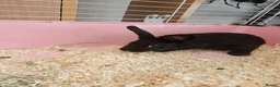 Mixed Breed rabbits for sale: Female bunny for sale - Advert 1