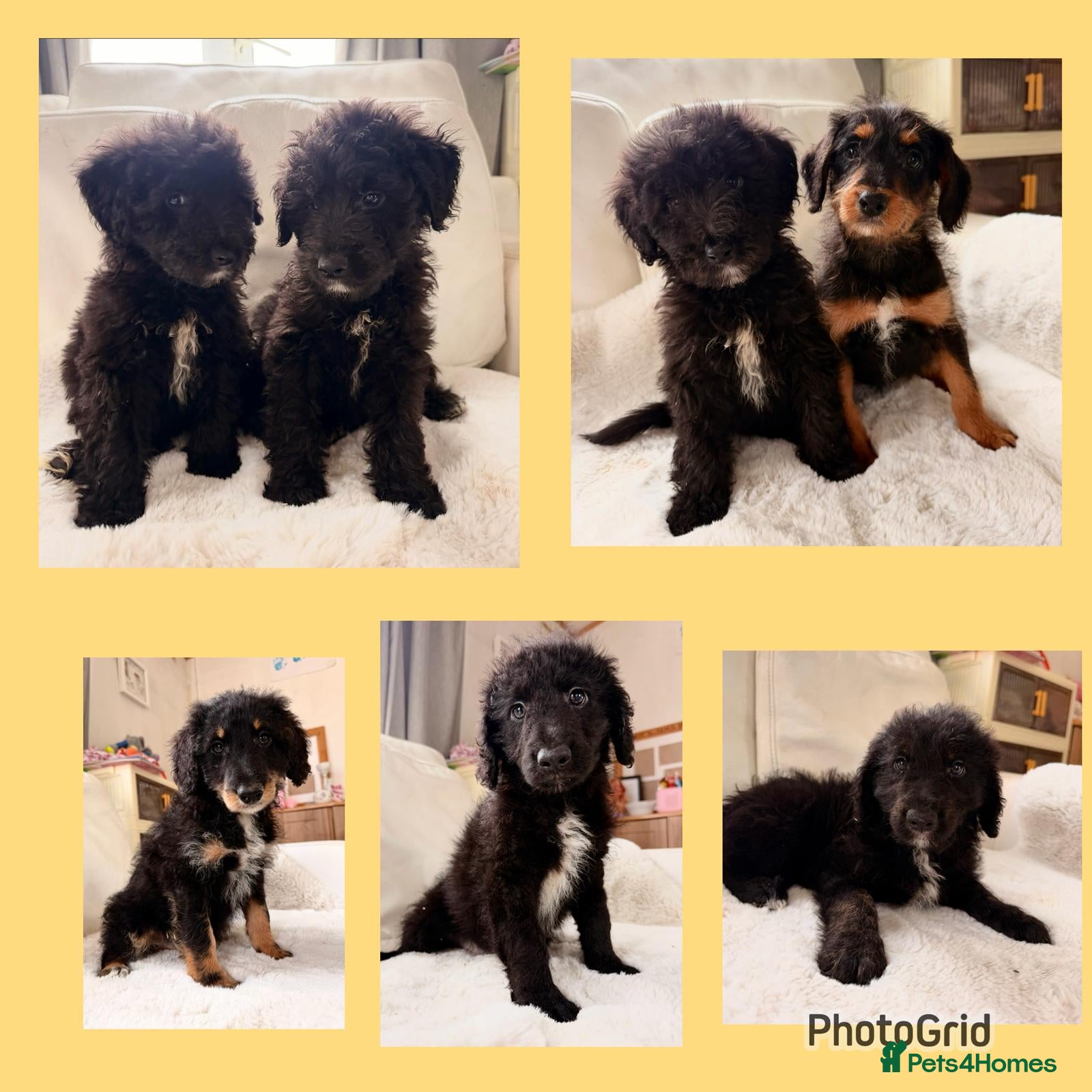 Bordoodle dogs Borderdoodle puppies  - Advert 1