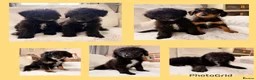 Bordoodle dogs for sale: Borderdoodle puppies  - Advert 1