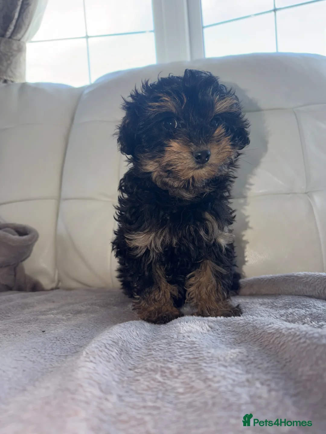 Pomapoo dogs for sale: 10 week old female pomapoo - Advert 2