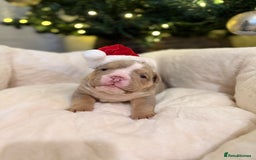 English Bulldog dogs for sale: English Bulldog Puppies Looking for Loving Homes🐶 - Image 4