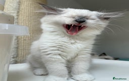 Ragdoll cats for sale: LAST ONE! Adorable Pedigree Ragdoll Kittens 🐾 in Coventry - Image 35