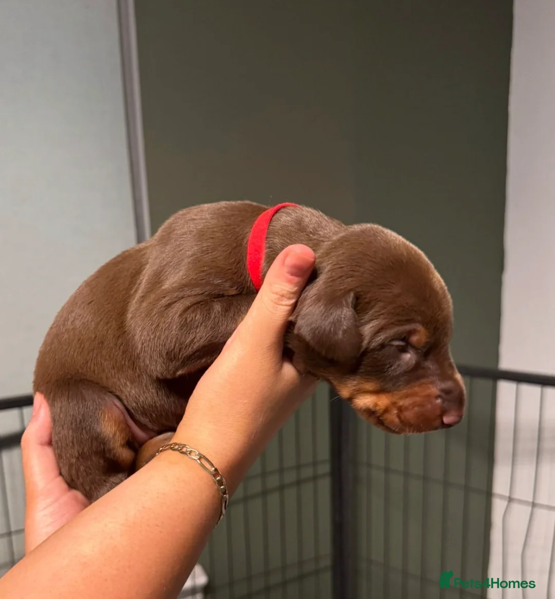 Dobermann dogs for sale: Chocolate & Isabella Doberman puppies for sale  - Advert 21