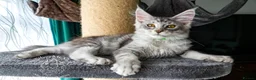 Maine Coon cats for sale: 💚Ready💚 TICA-registered XL Maine Coon Kitten   - Advert 5