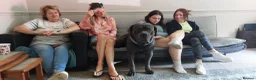 Cane Corso dogs for stud: For stud  - Advert 7
