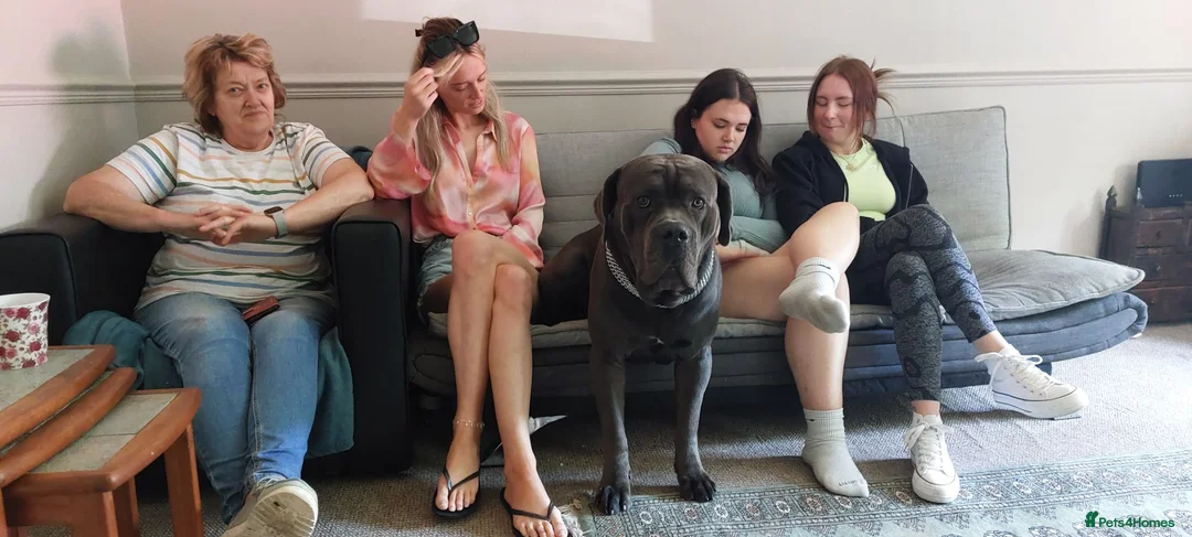 Cane Corso dogs for stud: For stud  - Advert 7