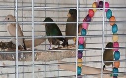 Finches birds for sale:  Finches=Red throated parrotfinchs  - Image 12