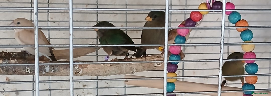 Finches birds for sale:  Finches=Red throated parrotfinchs  - Image 12