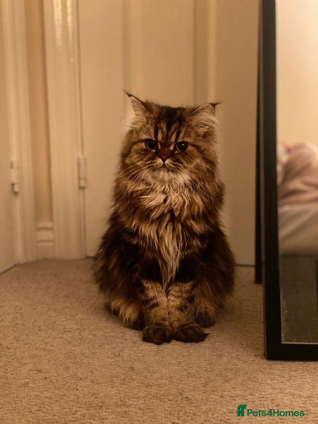 Persian cats for sale: Playful persian cat - Image 5