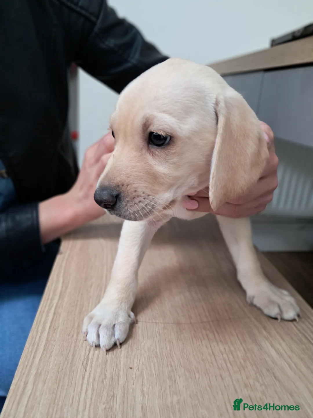Goldador dogs for sale: Chunky lab x golden retriever puppies - Advert 21