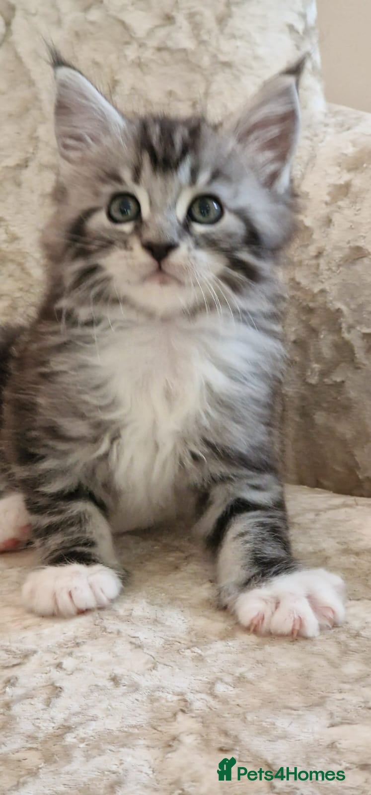 Maine Coon cats Tica Registered, Russian Line Maine Coon Kittens - Advert 2
