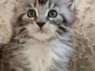 Maine Coon cats Tica Registered, Russian Line Maine Coon Kittens - Advert 2
