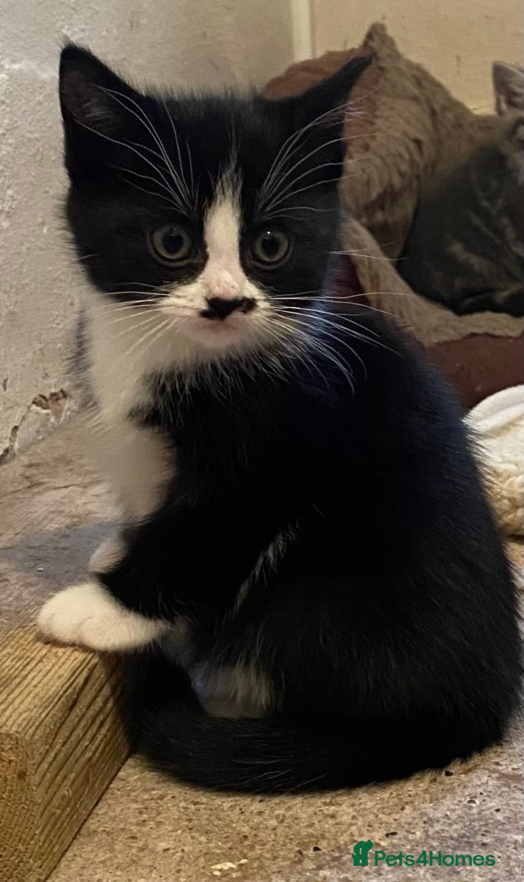 Mixed Breed cats for sale: Stunning part Siamese kittens ready now - Advert 11