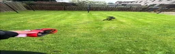 Patterdale Terrier dogs for sale: Patrerdale  in Inverurie - Advert 2