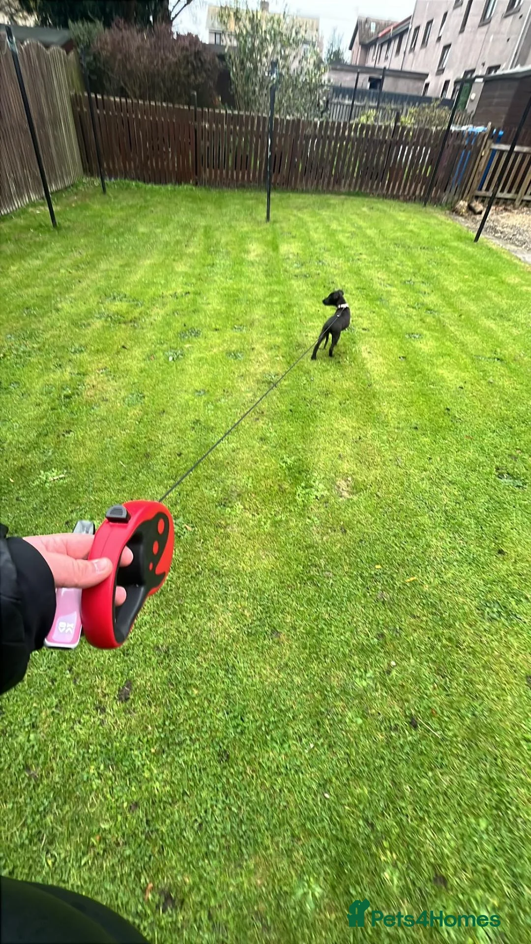 Patterdale Terrier dogs for sale: Patrerdale  in Inverurie - Advert 2