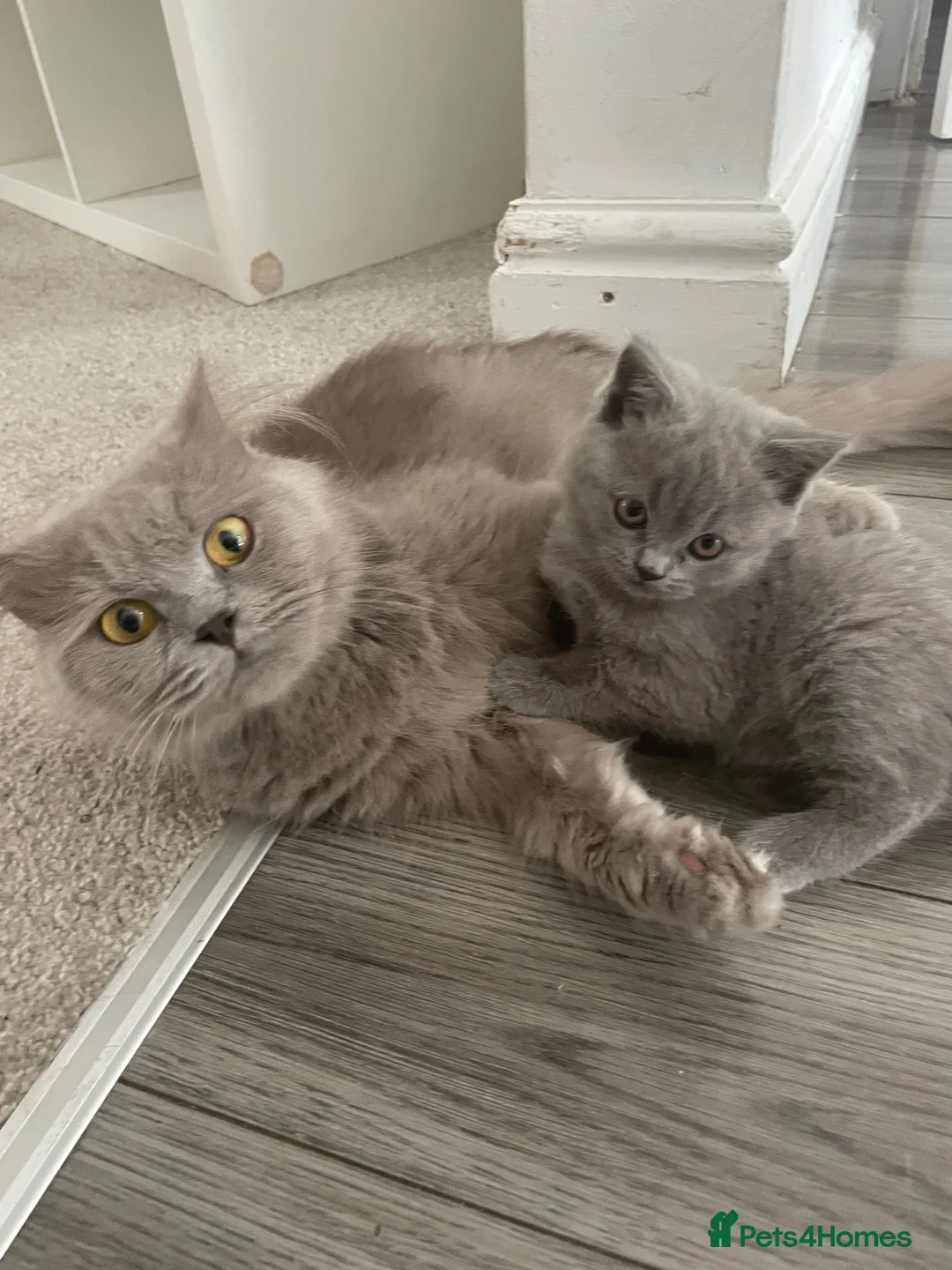 British Longhair cats for sale: British longhair X Kittens  - Advert 2