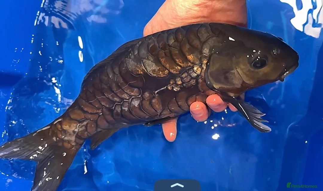 Koi Carp fish for sale: Japanese Dragon Scale Koi - Advert 1