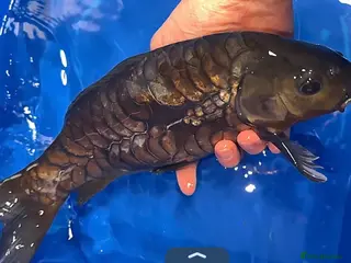 Koi Carp fish Japanese Dragon Scale Koi - Advert 3