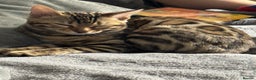 Bengal cats for sale: Beautiful girl  - Advert 7