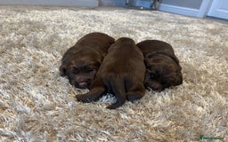 Sprocker dogs for sale: 3 Gorgeous brown sprokers boy puppies  - Image 13