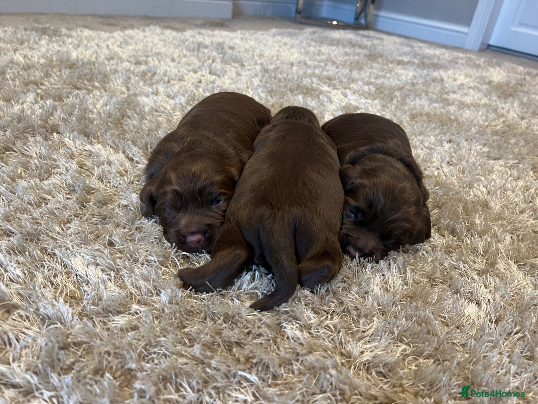 Sprocker dogs for sale: 3 Gorgeous brown sprokers boy puppies  - Image 13