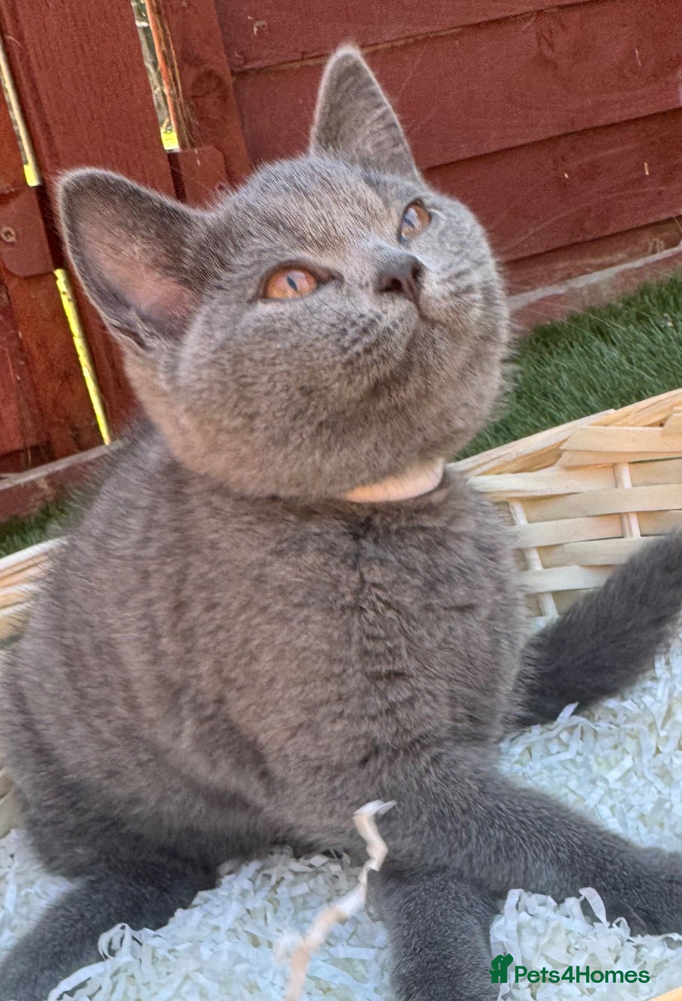 British Shorthair cats Beautiful  Blue British Shorthair Kittens  - Advert 2