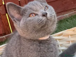 British Shorthair cats Beautiful Blue British Shorthair Kittens - Advert 2