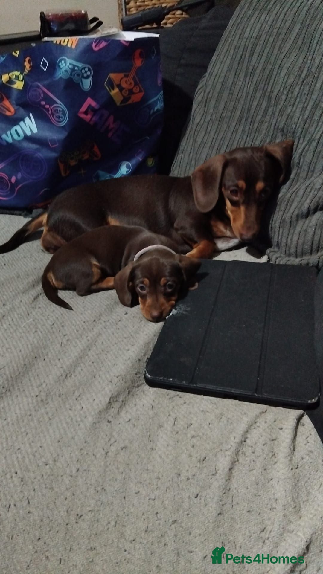 Dachshund dogs Beautiful dachshund chocolate and tan girl lefy - Advert 8