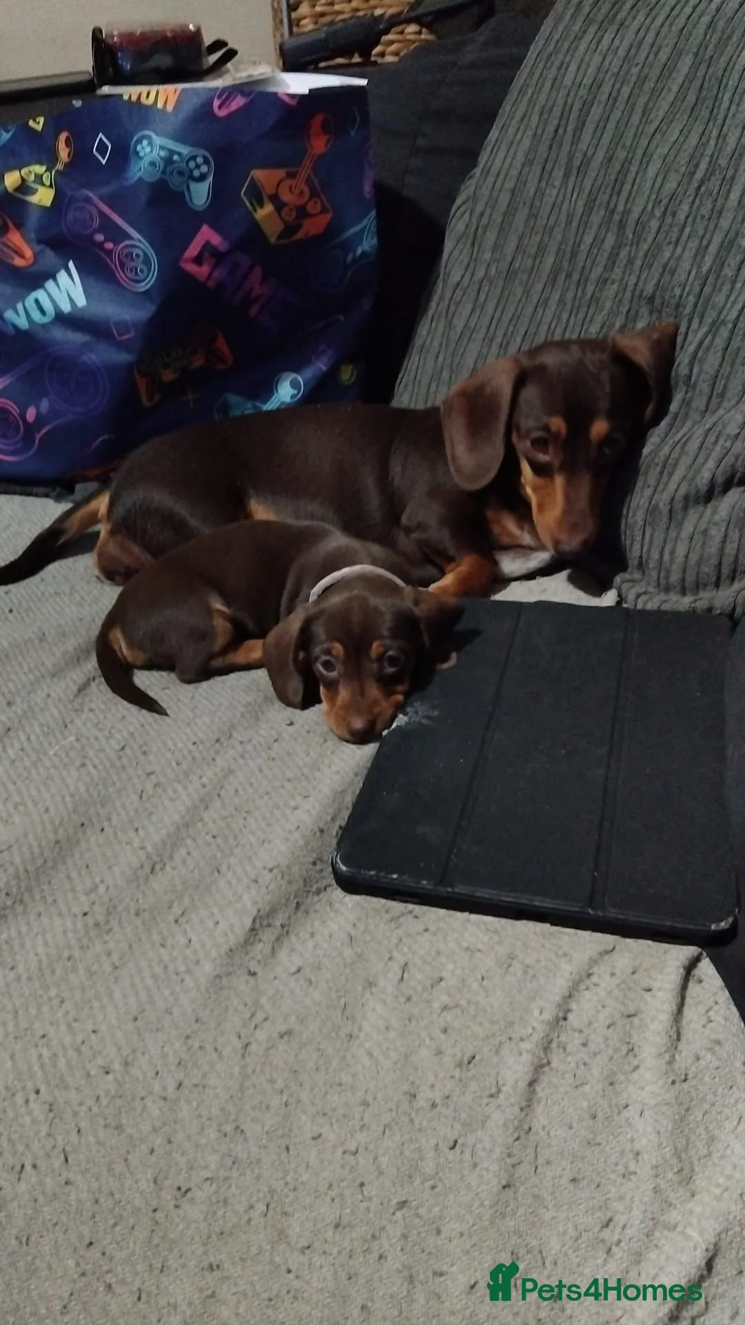 Dachshund dogs for sale: Beautiful dachshund chocolate and tan girl lefy - Advert 1
