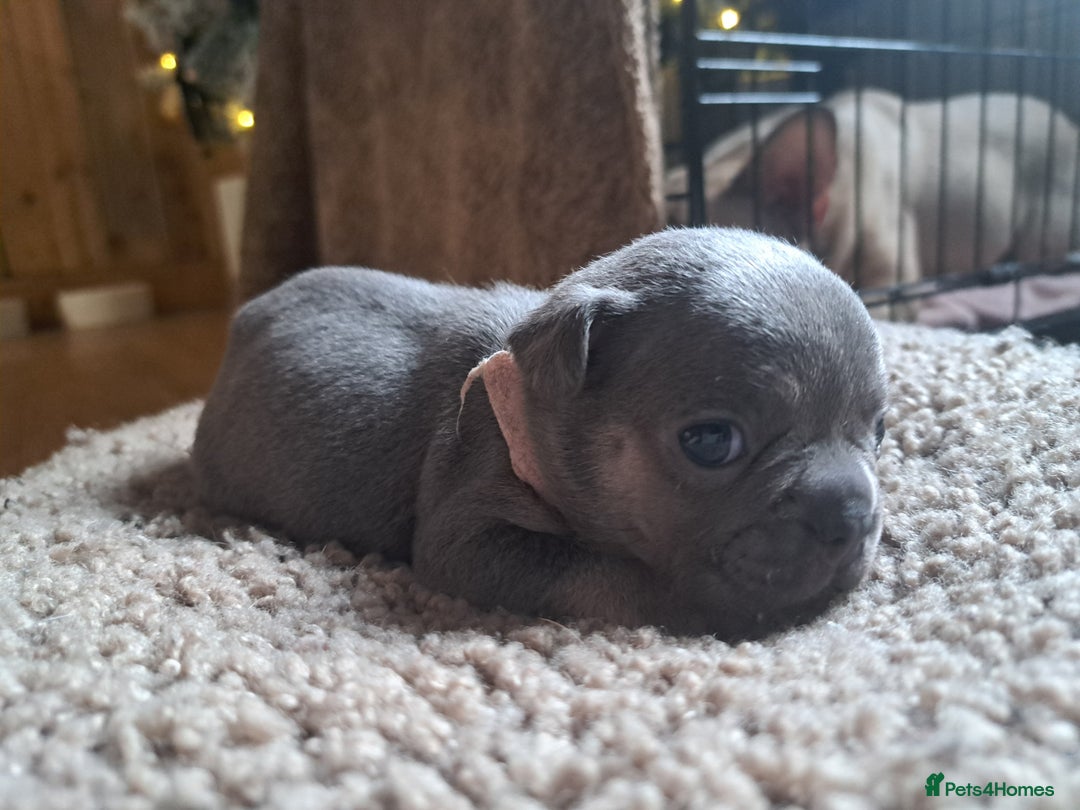 French Bulldog dogs for sale: French bulldog puppies  - Advert 9