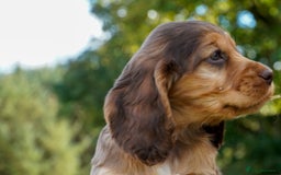 Cocker Spaniel dogs for sale: Show Cocker Spaniel puppies - Image 15
