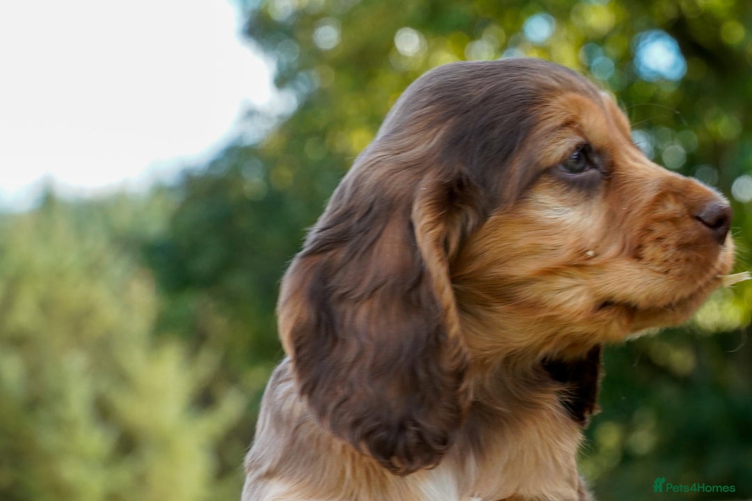 Cocker Spaniel dogs for sale: Show Cocker Spaniel puppies - Image 15