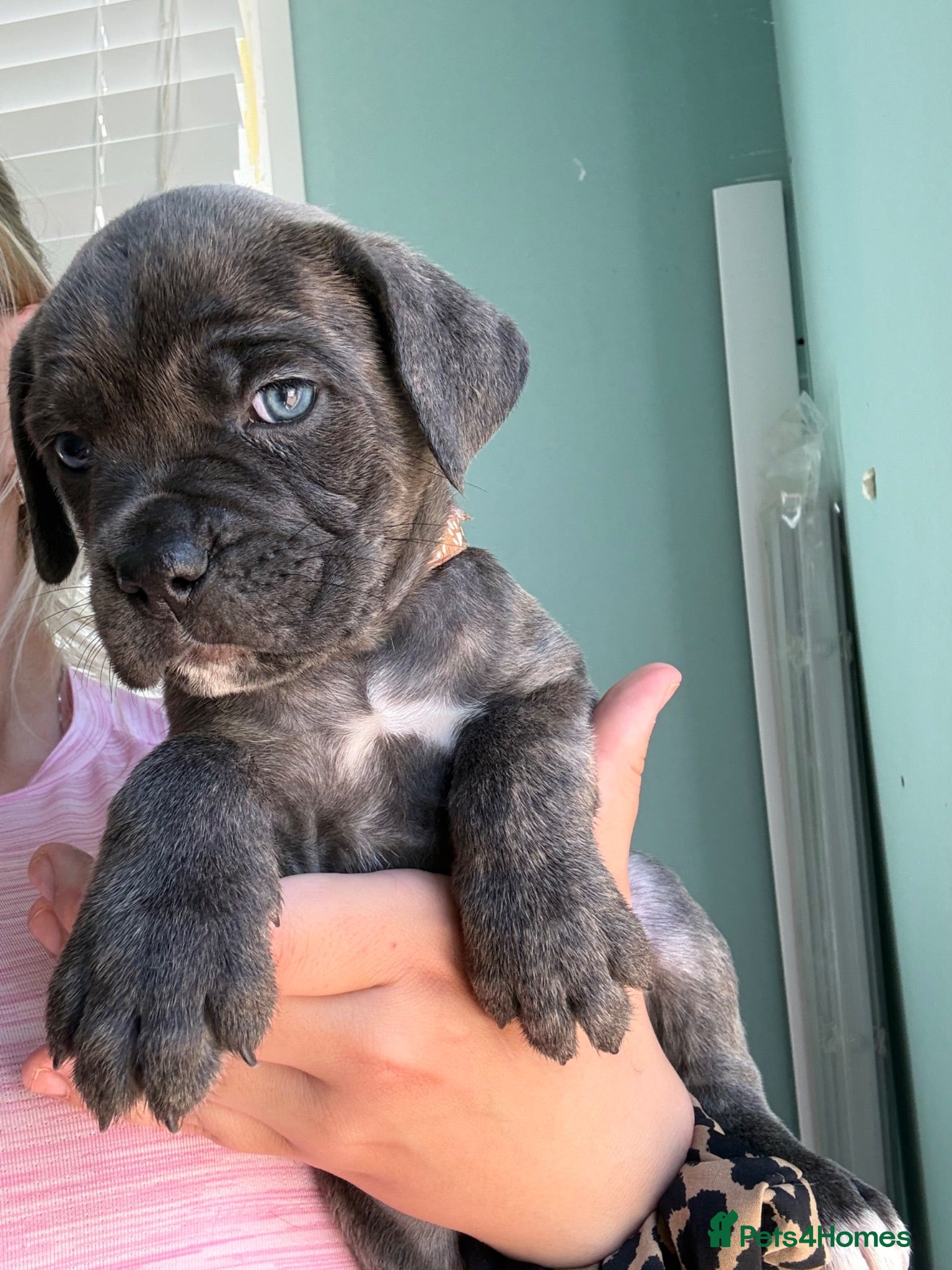 Cane Corso dogs Formentino, brindle, grey cane Corsos 👀🏡❤️ - Advert 1