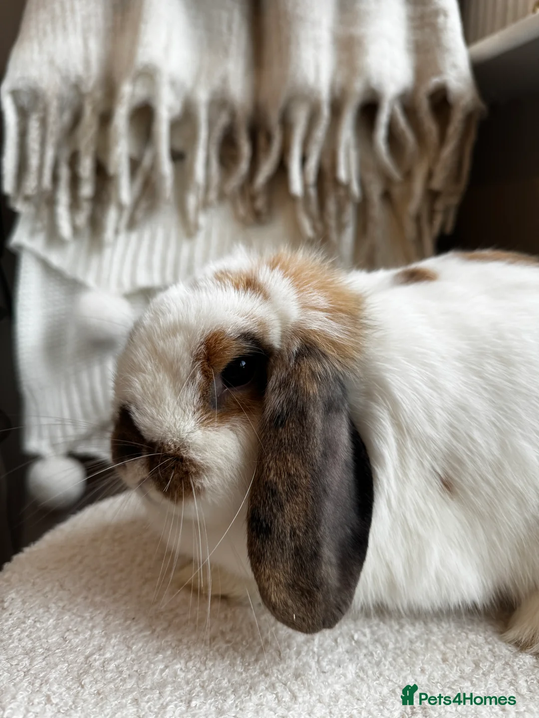 Mini Lop rabbits for sale: 🌾 Bonded Mini Lop Rabbit/Bunny Pair 🌾 - Advert 6