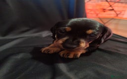 Dachshund dogs for sale: Puppy's - Image 11