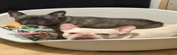 French Bulldog dogs for sale: Beautiful boy - Advert 6