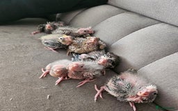 Cockatiels birds for sale: Hand tame cockatiel chicks  - Image 10